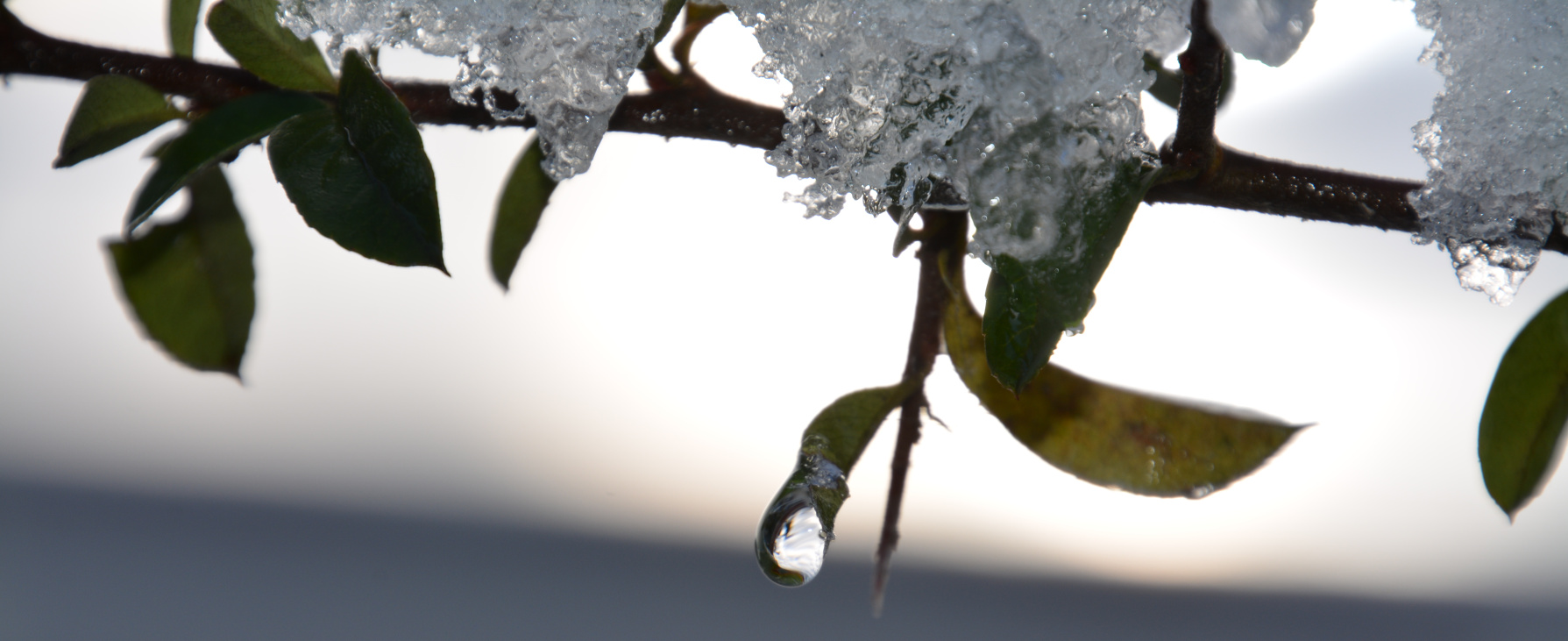 Tautropfen beim ersten Schnee 2