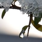 Tautropfen beim ersten Schnee 2