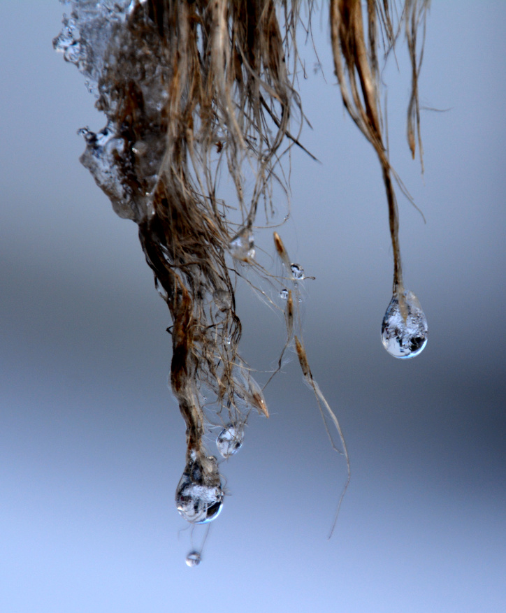 Tautropfen beim ersten Schnee