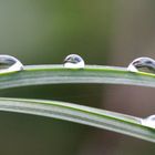 Tautropfen, der Herbst ist da