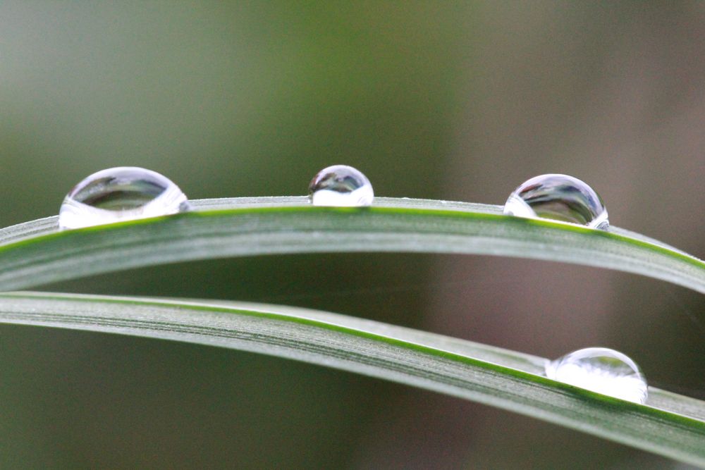 Tautropfen, der Herbst ist da