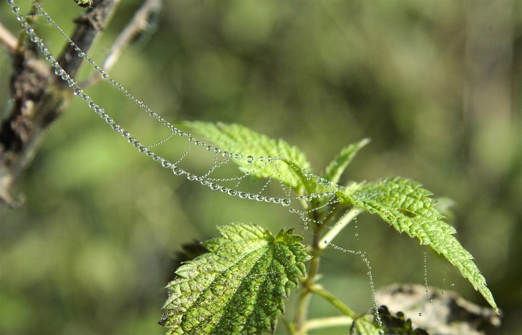 Tautropfen