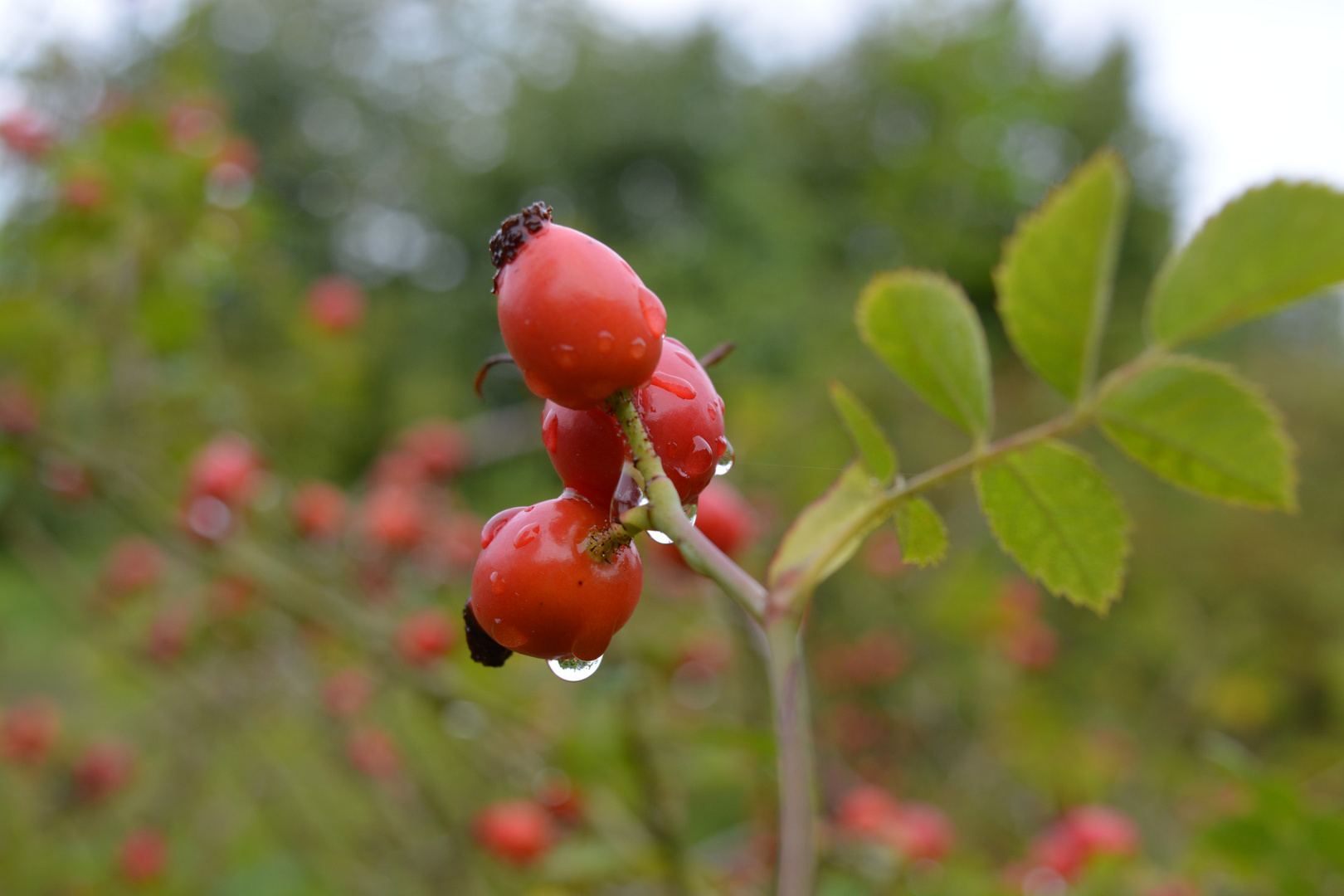 Tautropfen