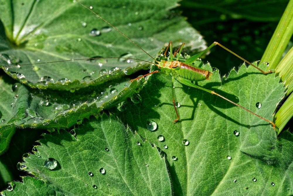 Tautropfen für den Gliederfüssler