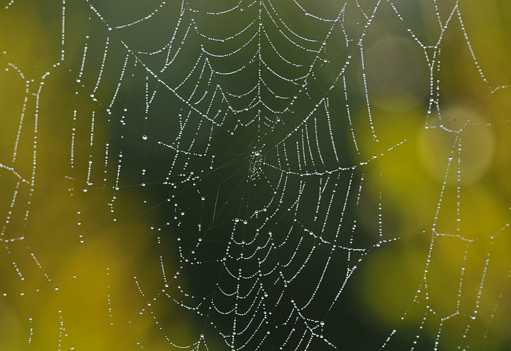 Tautropfen – Glitzern am Morgen