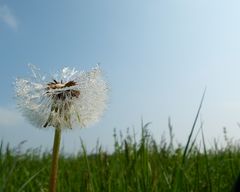 Tautropfen glitzern auf einer Pusteblume