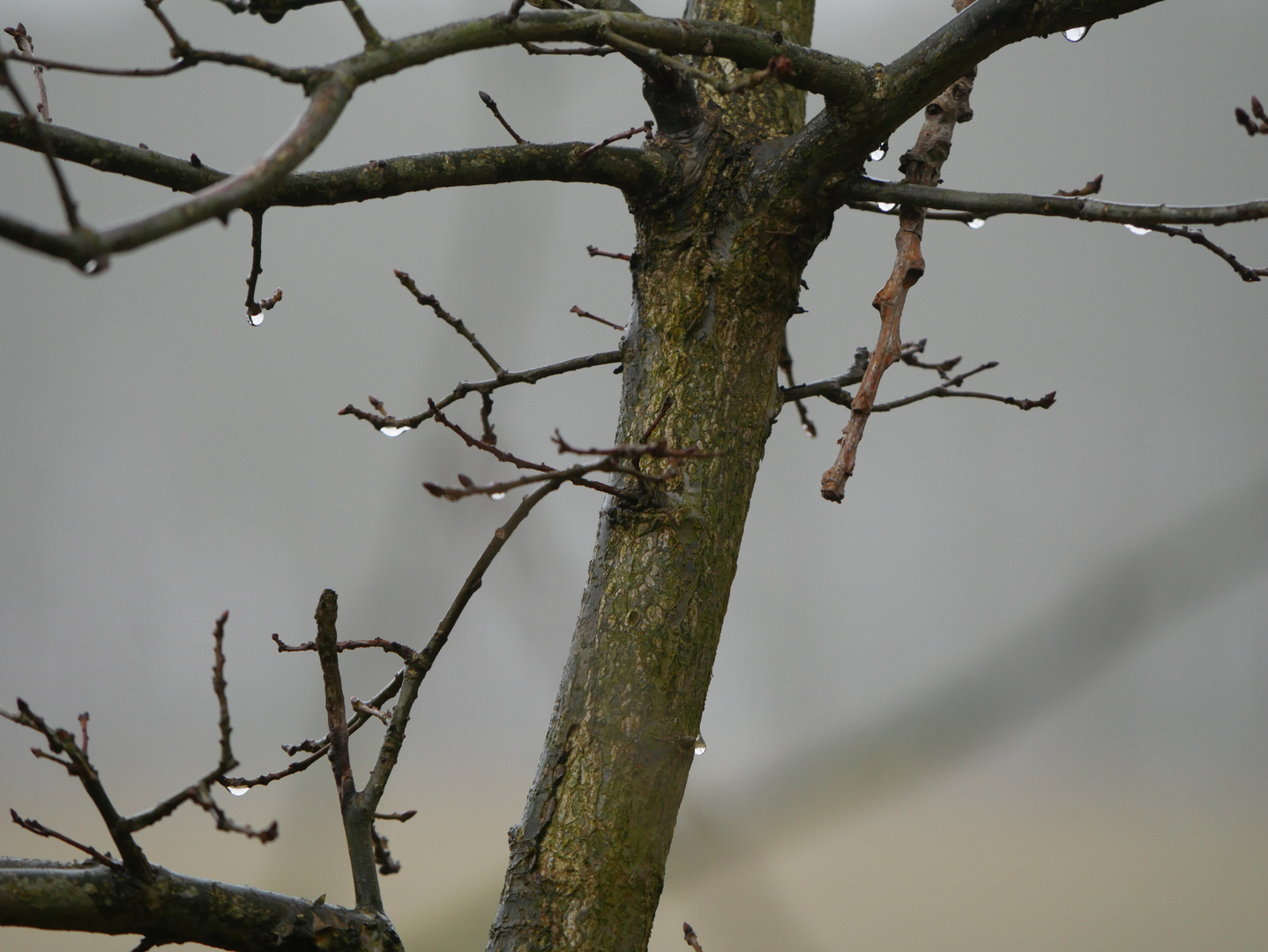 Tautropfen im Frühling