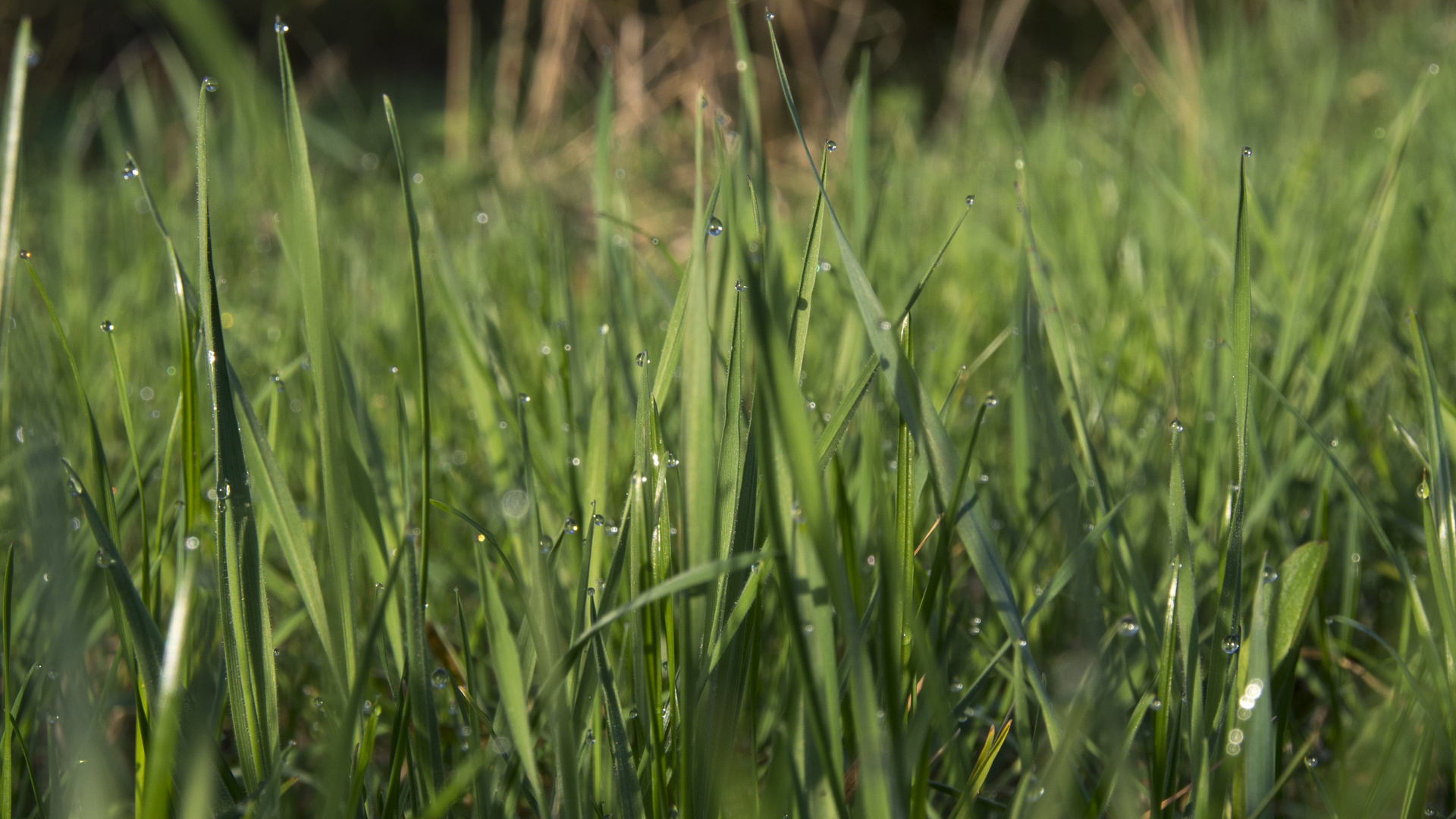 Tautropfen im Gras