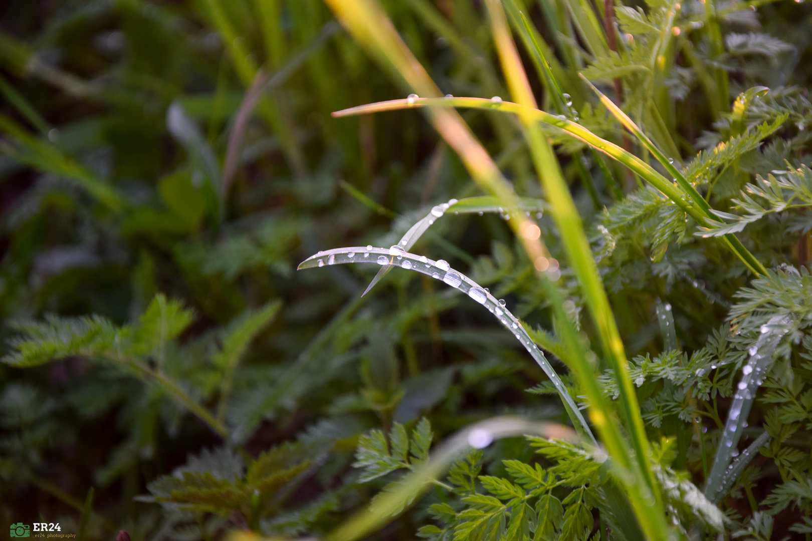 Tautropfen im Gras