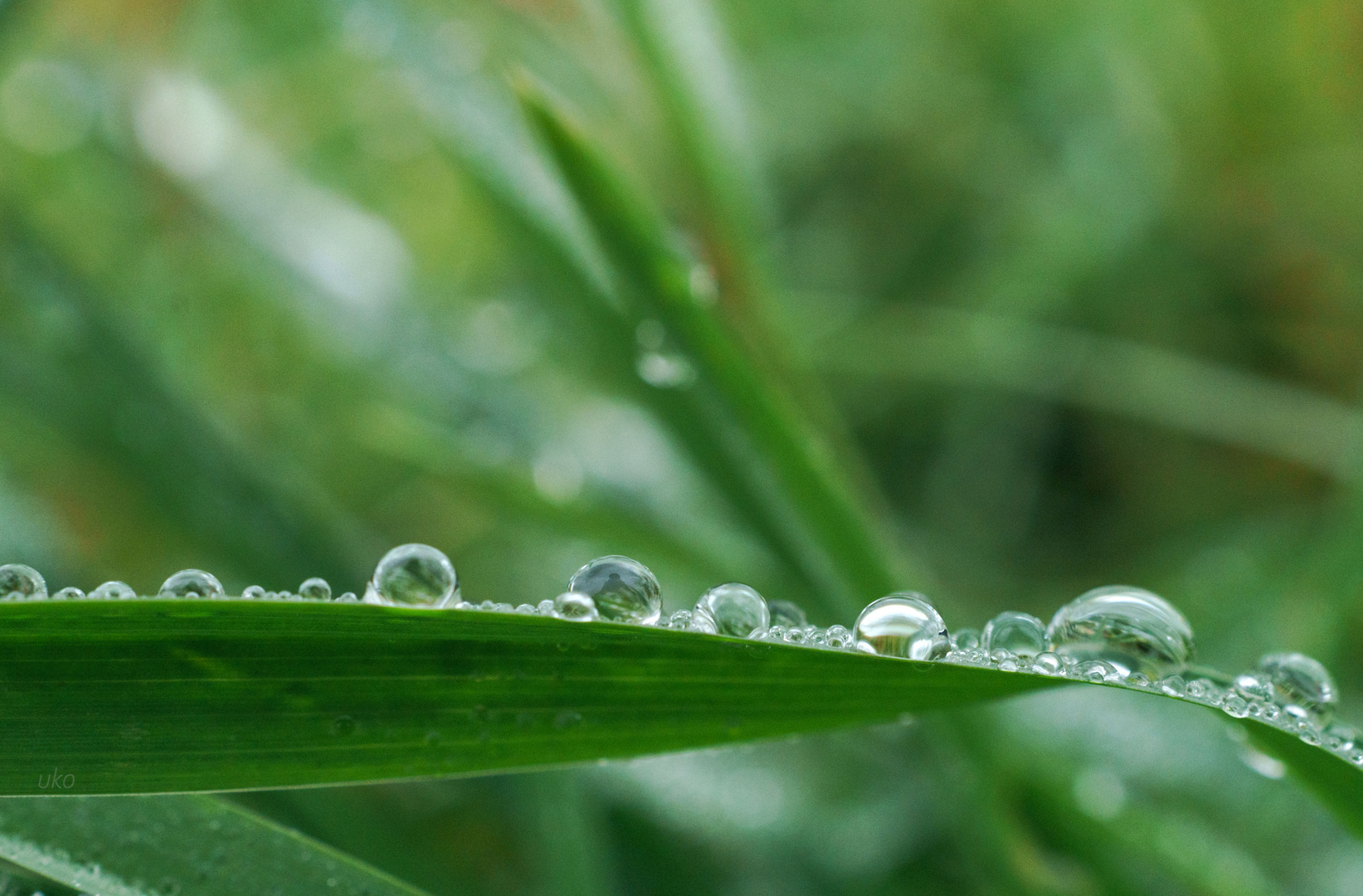 Tautropfen im Gras