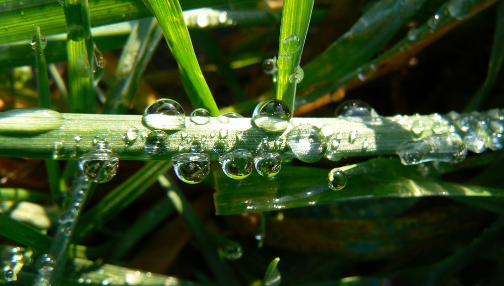 Tautropfen im Gras