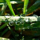 Tautropfen im Gras