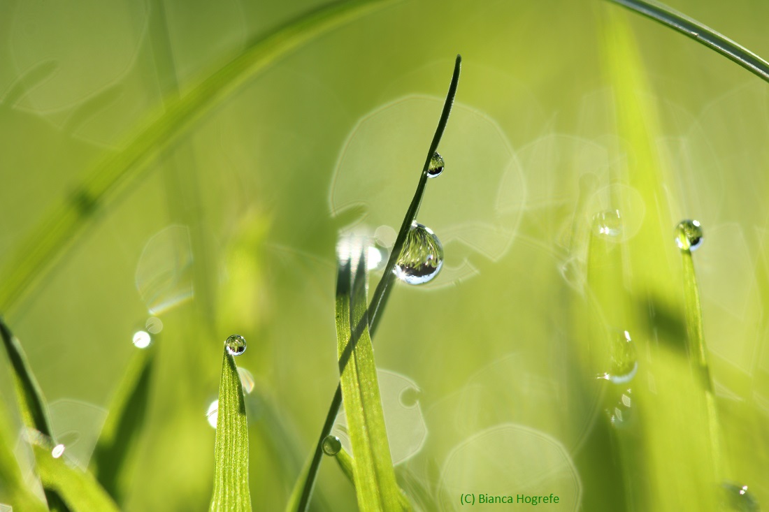 Tautropfen im Gras