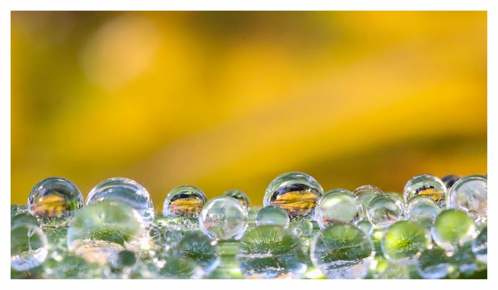 Tautropfen im Herbst