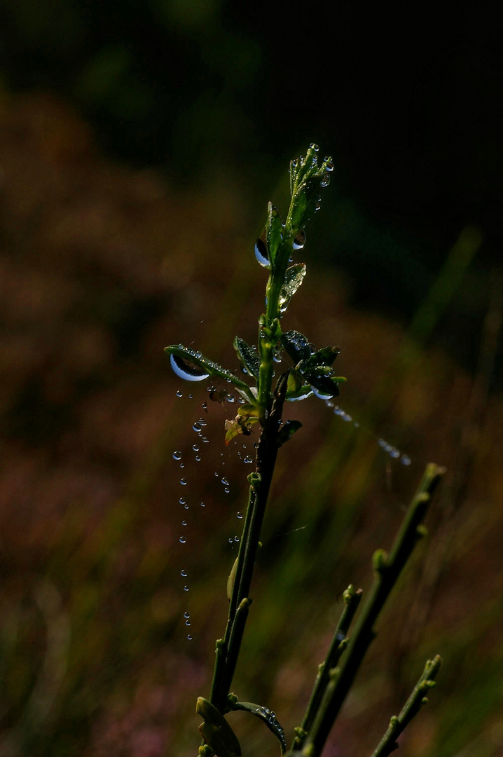 Tautropfen im Herbst