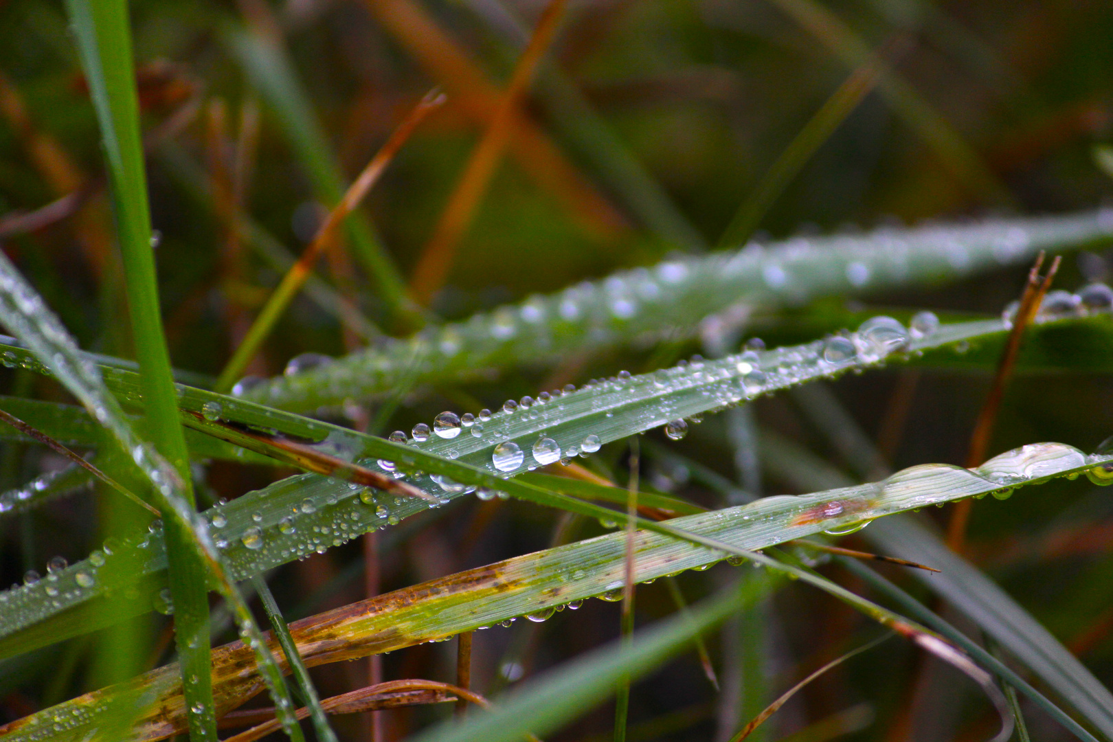 Tautropfen im Herbst