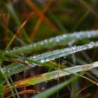 Tautropfen im Herbst