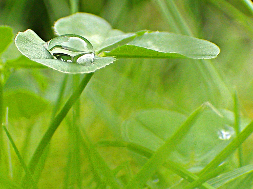 Tautropfen im Herbst auf Kleblatt