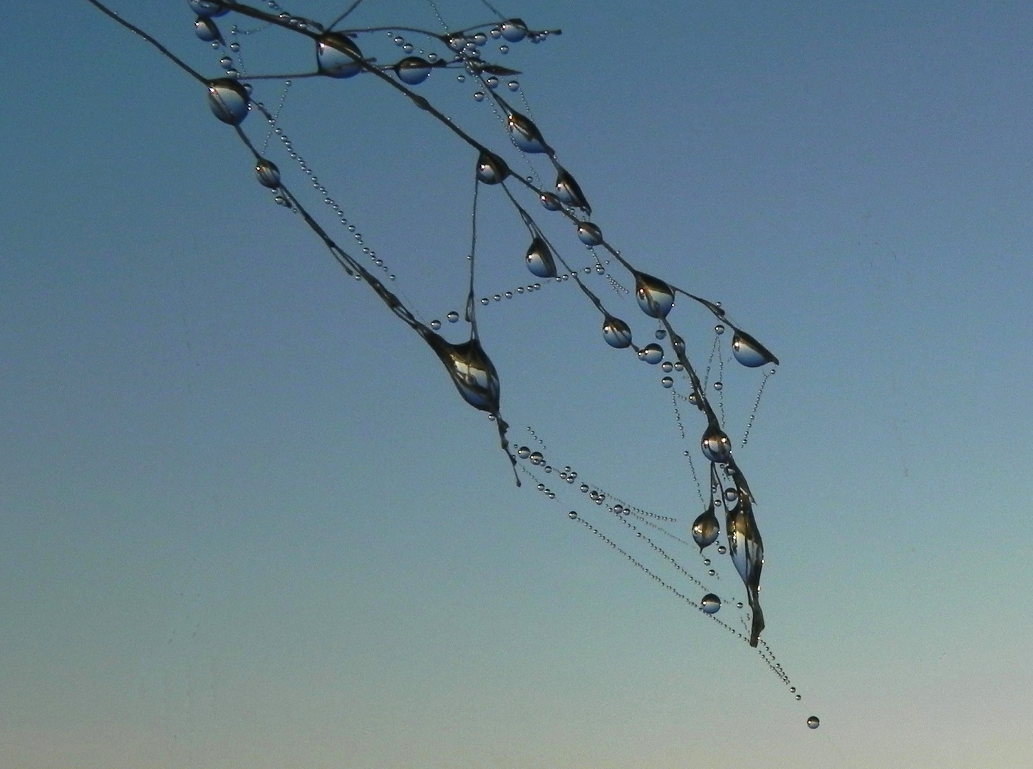 Tautropfen im Licht der Morgensonne