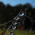 Tautropfen im Licht der Morgensonne