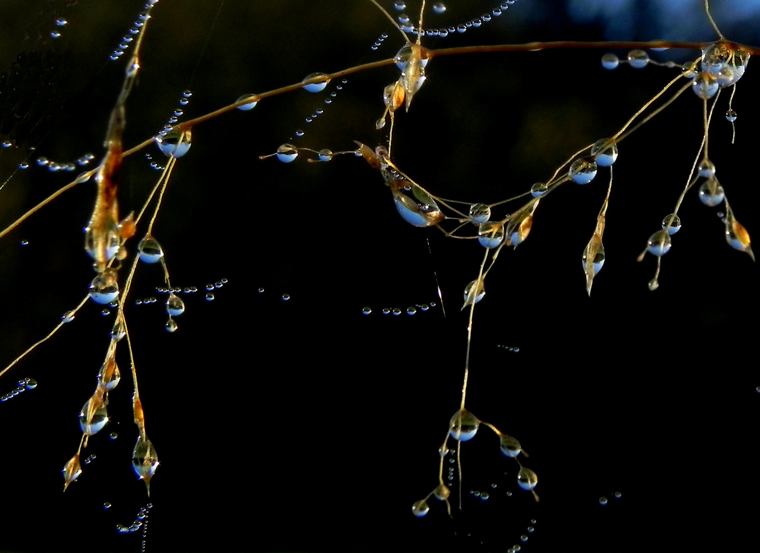 Tautropfen im Licht der Morgensonne