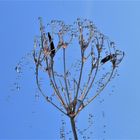 Tautropfen im Licht der Morgensonne