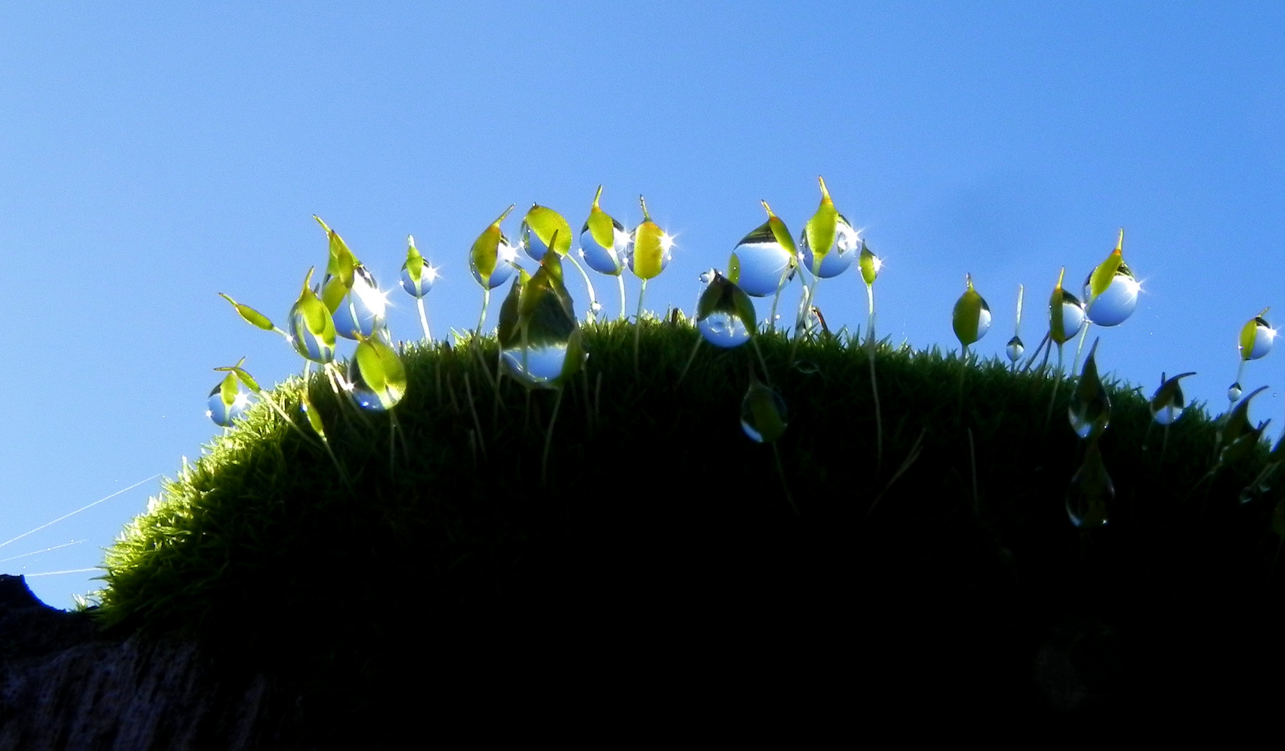 Tautropfen im Licht der Morgensonne