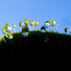 Tautropfen im Licht der Morgensonne