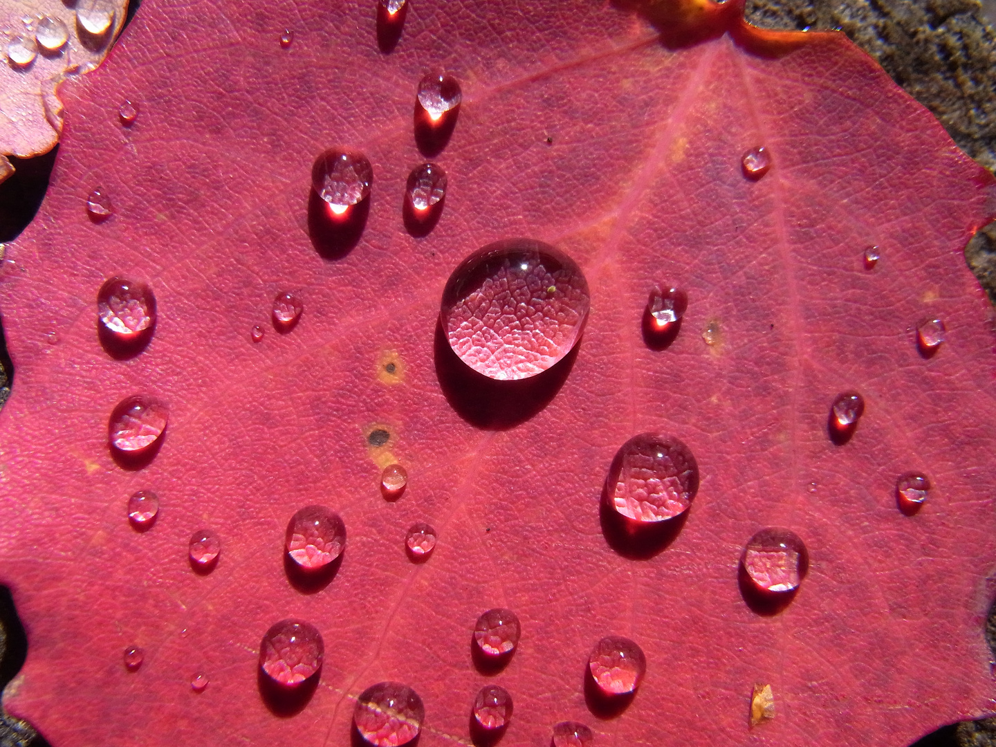 Tautropfen im Sonnenlicht