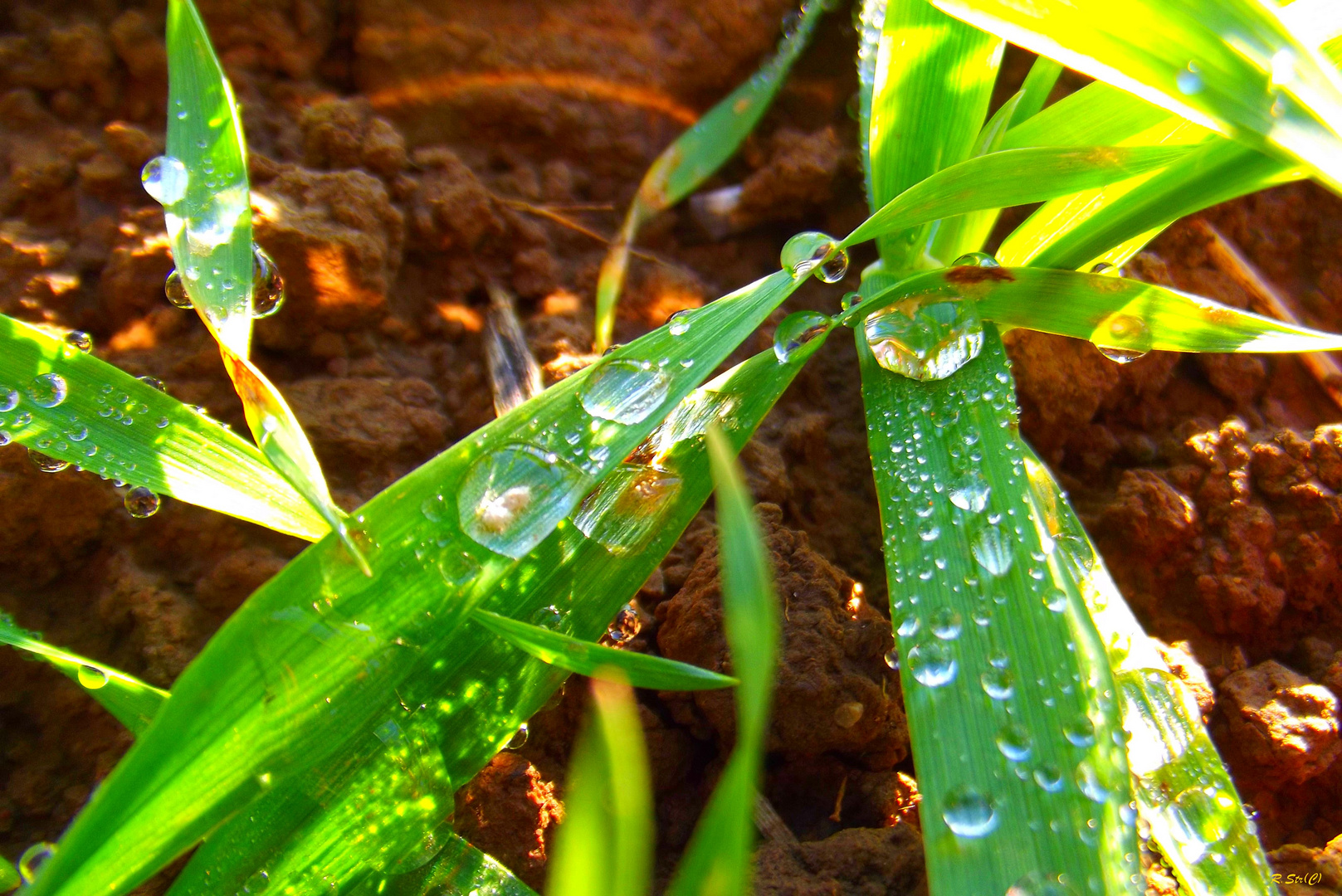 Tautropfen im Sonnenlicht