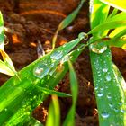 Tautropfen im Sonnenlicht