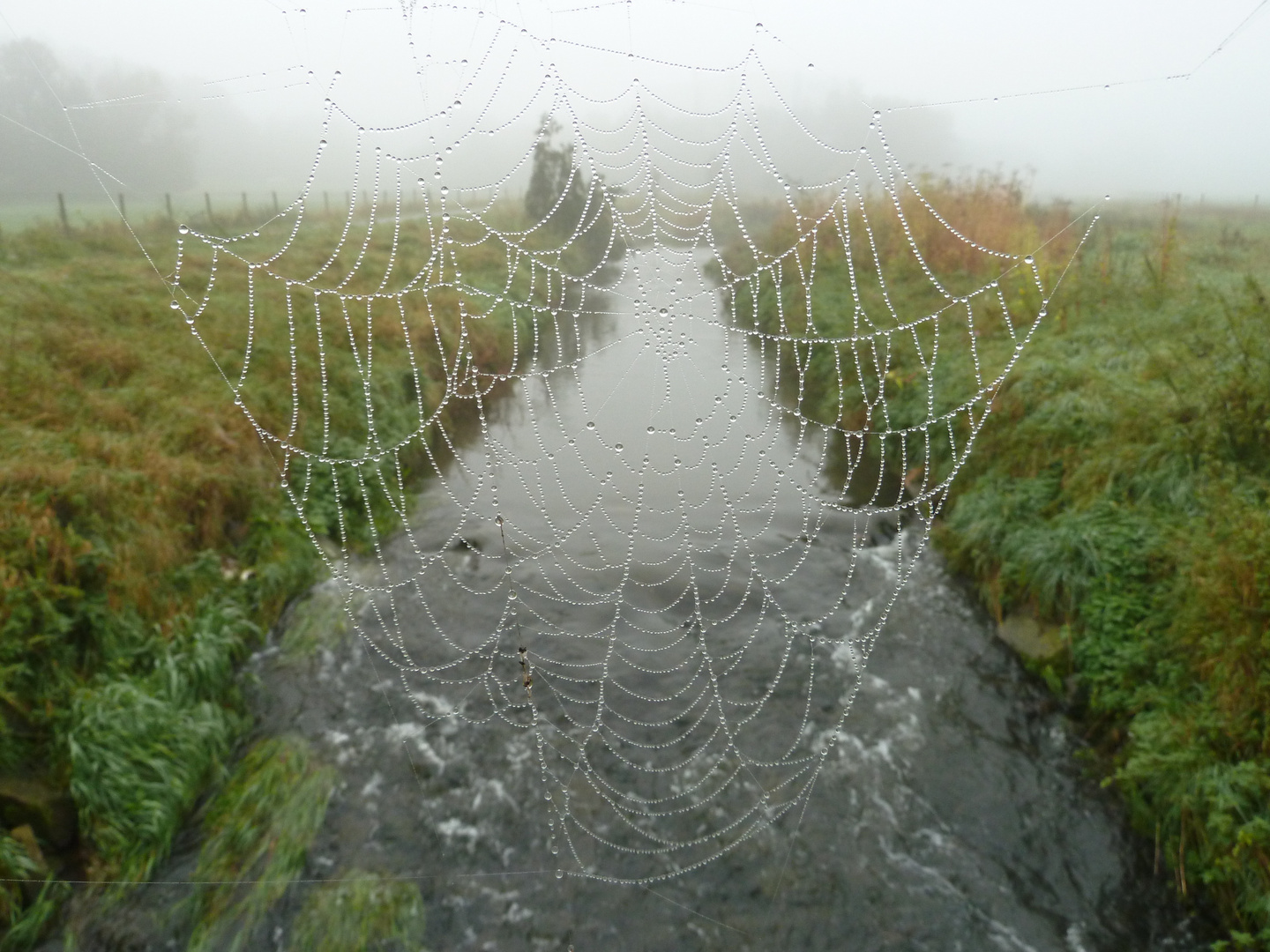 Tautropfen im Spinnennetz