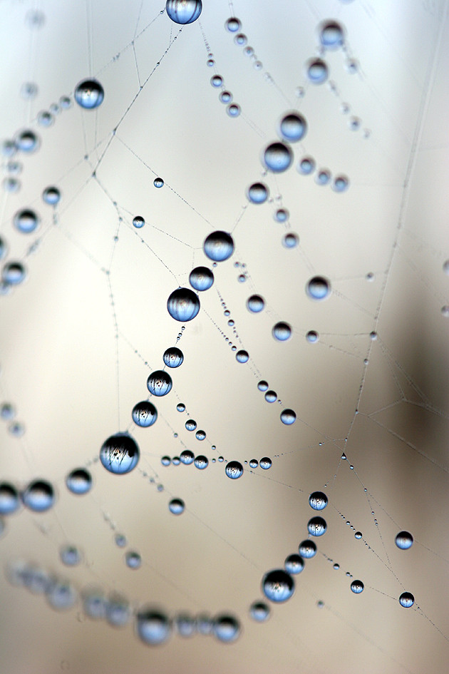 tautropfen im spinnennetz