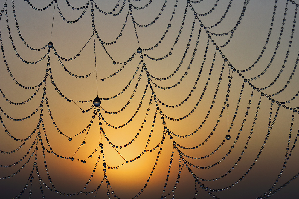 Tautropfen im Spinnennetz bei Sonnenaufgang