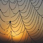 Tautropfen im Spinnennetz bei Sonnenaufgang