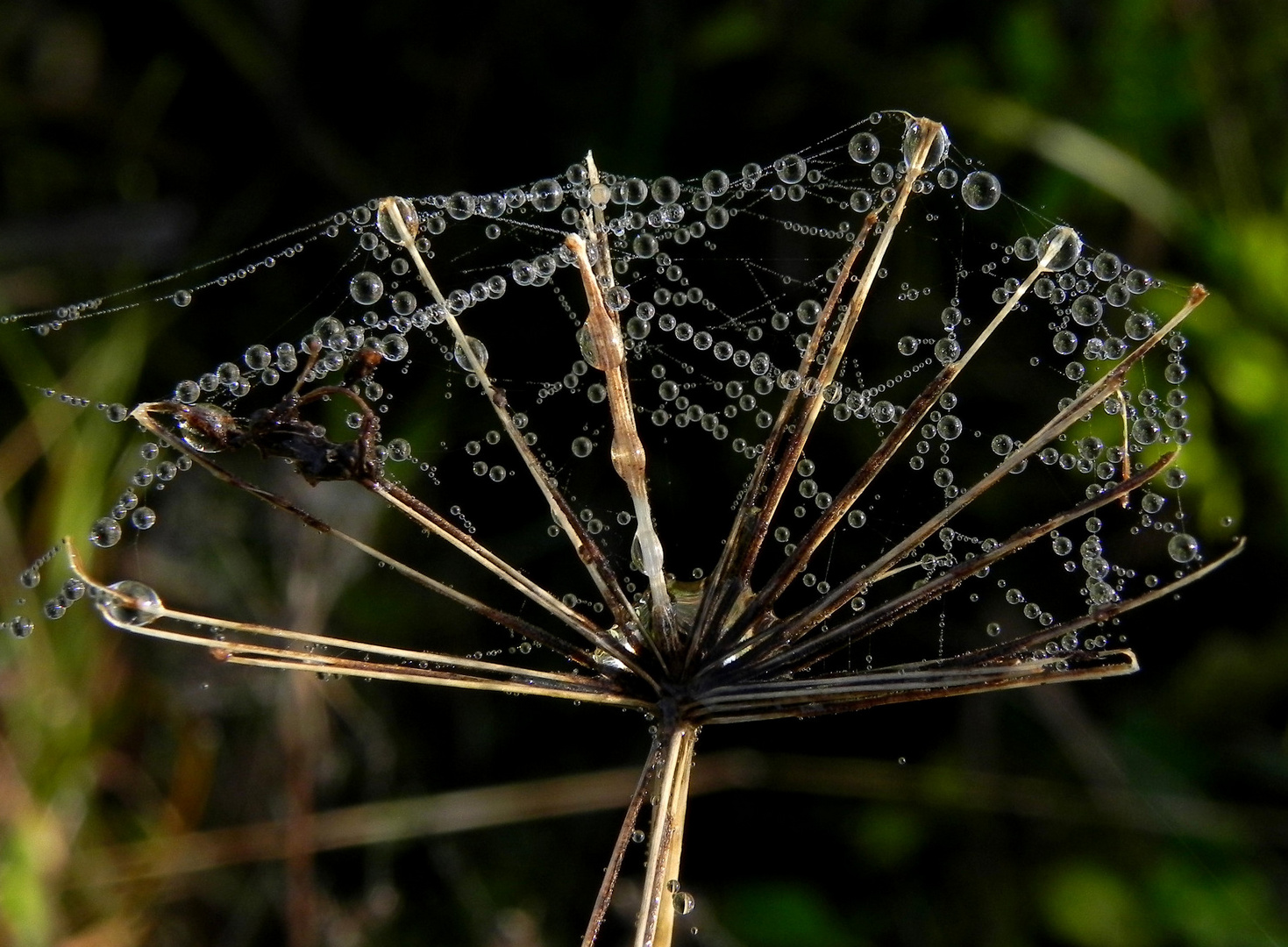 Tautropfen in der Morgensonne