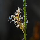 Tautropfen in der Morgensonne