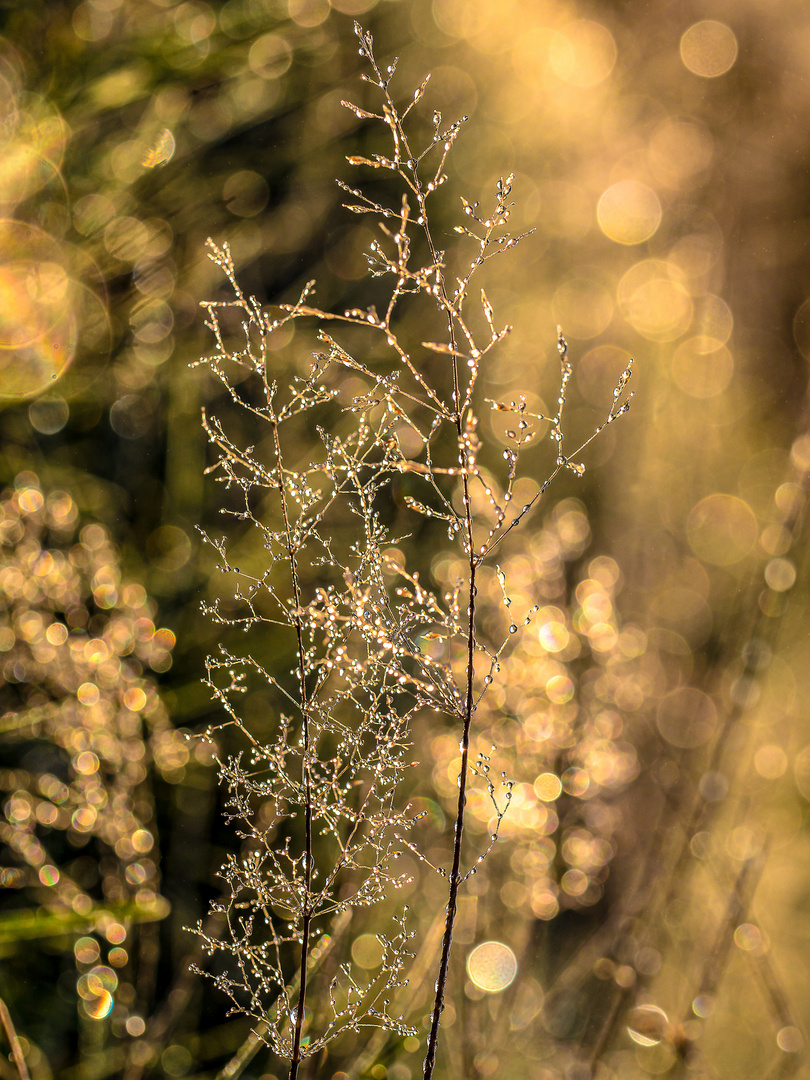 Tautropfen in der Morgensonne