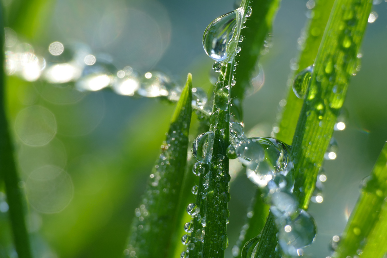 Tautropfen in der Wiese