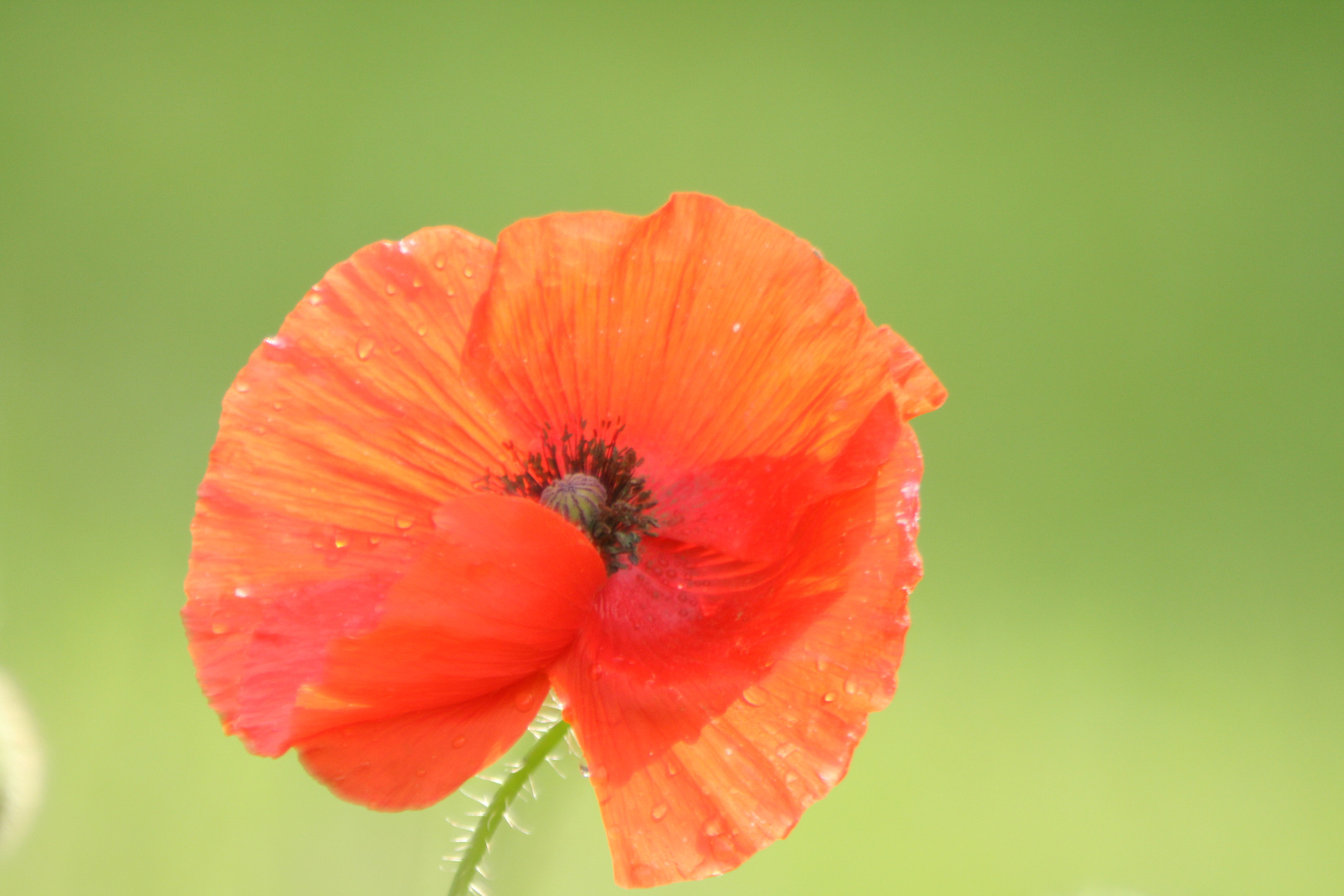 Tautropfen in Morgensonne