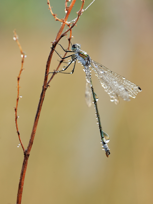 *Tautropfen - Libelle*