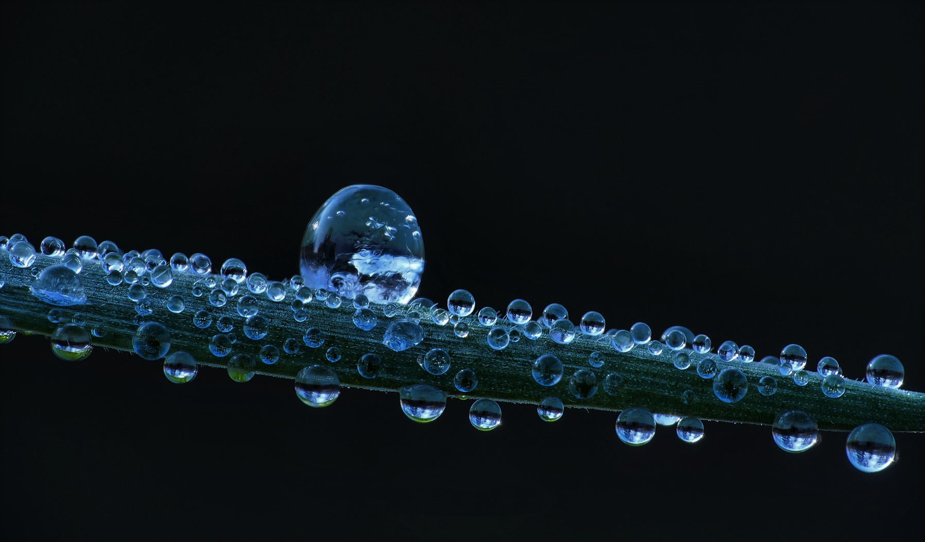 Tautropfen nach frostiger Nacht