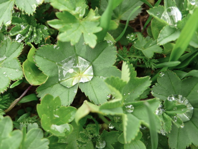 Tautropfen oder Edelsteine?