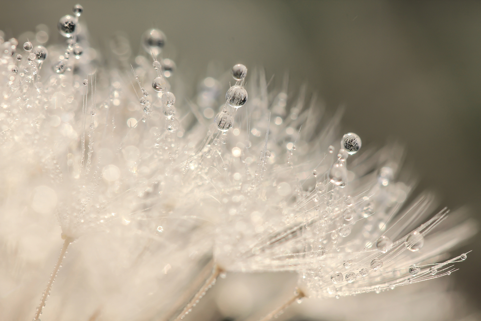 Tautropfen / Platz 9  Fotowettbewerb "Wasser"