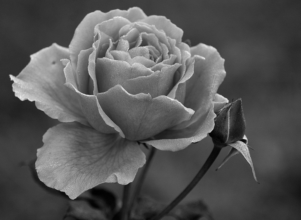 Tautropfen-Rose in schwarz-weiß