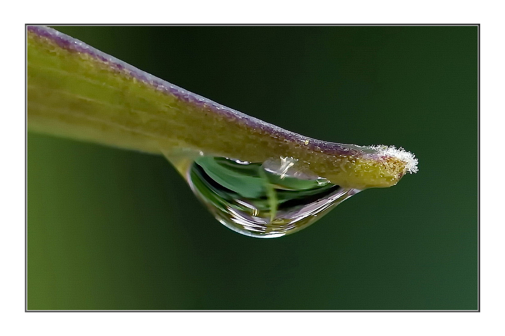 Tautropfen (THEMENTAG: Wasser)