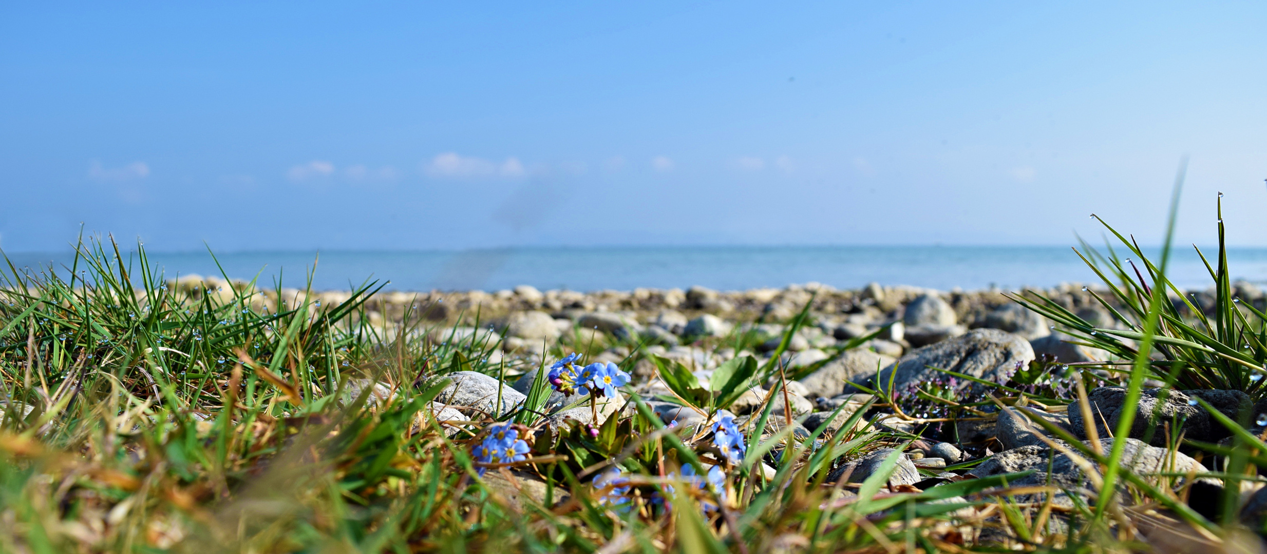 Tautropfen und Bodensee Vergissmeinnicht