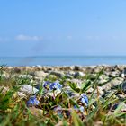 Tautropfen und Bodensee Vergissmeinnicht