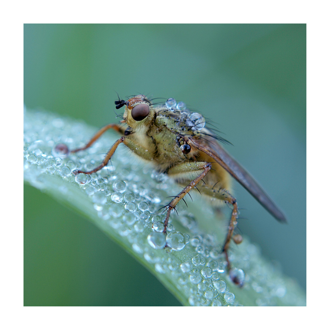 Tautropfen und Fliege