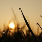 Tautropfen vor einem Sonnenaufgang